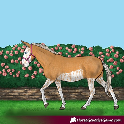 Horse Color:Palomino Splash  and Palomino Splash 