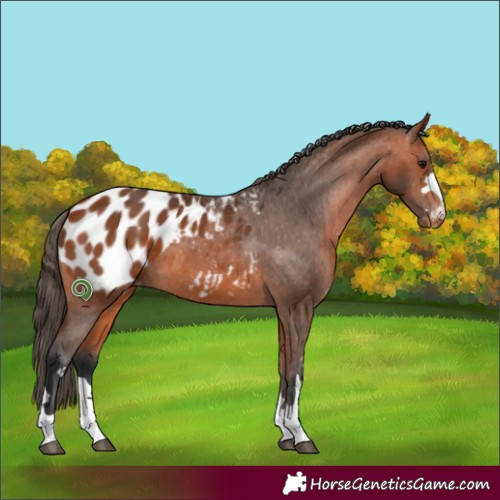Horse Color:Bay Appaloosa 