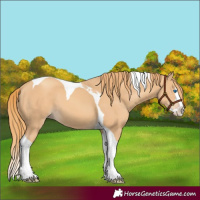 Horse Color:Gold Champagne Splash Tobiano 