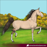 Horse Color:Bay Dun Splash 