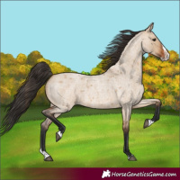 Horse Color:Bay Roan Dun Splash 