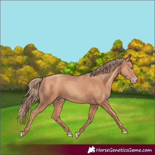 Horse Color:Gold Champagne Sabino 