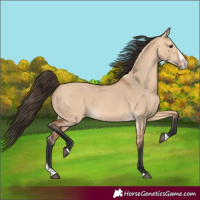 Horse Color:Bay Dun Splash