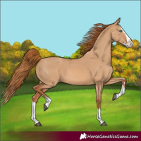 Horse Color:Red Dun Splash