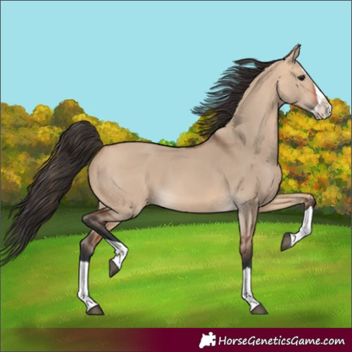 Horse Color:Bay Dun Splash 