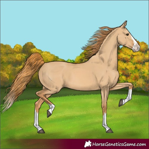 Horse Color:Red Dun Splash 