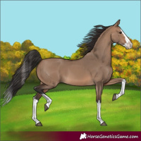Horse Color:Brown Dun Splash