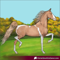 Horse Color:Gold Champagne Splash Tobiano