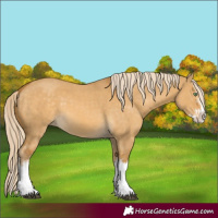 Horse Color:Palomino Dun Splash and Palomino Dun Splash