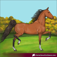 Horse Color:Bay Tobiano 