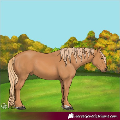 Horse Color:Chestnut 