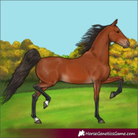 Horse Color:Bay 