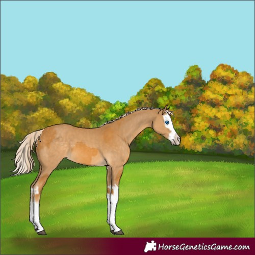 Horse Color:Palomino Splash  and Palomino Splash 