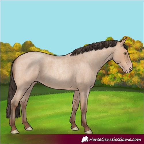Horse Color:Amber Champagne Roan 