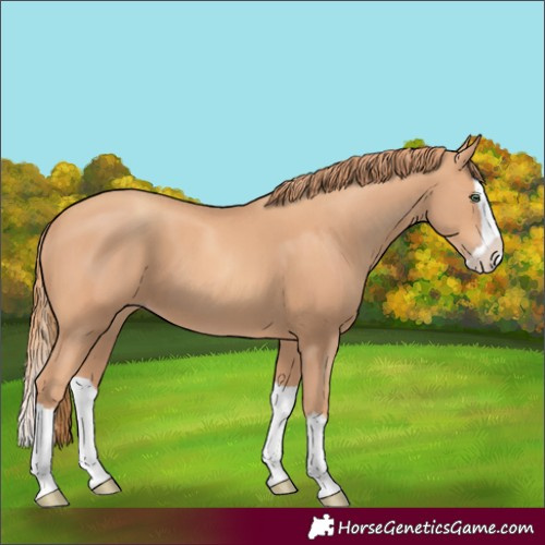 Horse Color:Gold Champagne Splash 
