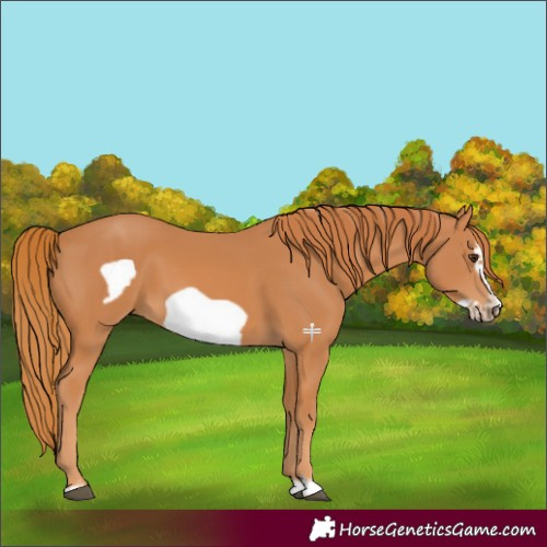 Horse Color:Chestnut Frame 