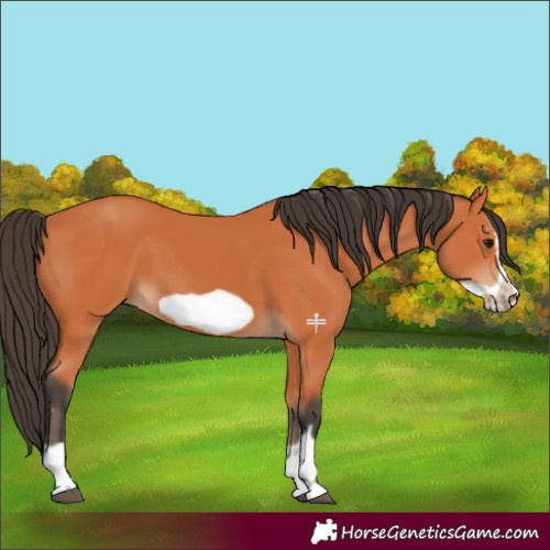 Horse Color:Bay Frame 