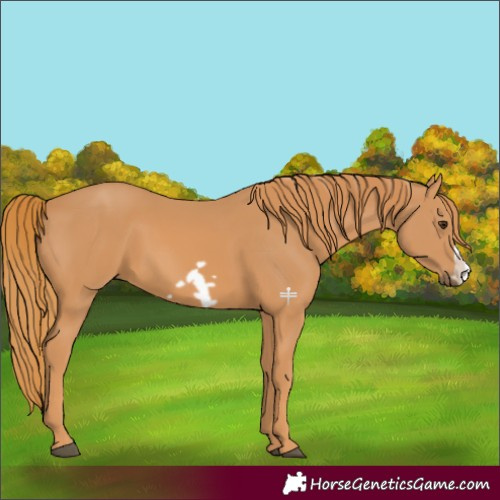 Horse Color:Chestnut Frame 