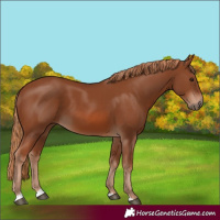 Horse Color:Chestnut 