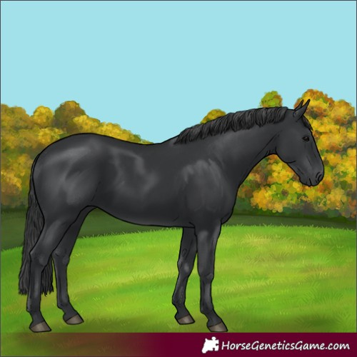Horse Color:Black 