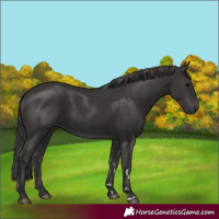 Horse Color:Smoky Black 