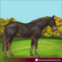 Horse Color:Liver Chestnut 