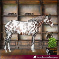 Horse Color:Liver Chestnut Appaloosa 