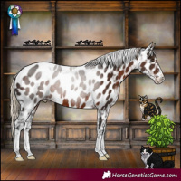 Horse Color:Liver Chestnut Appaloosa 