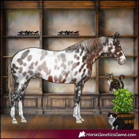 Horse Color:Liver Chestnut Appaloosa