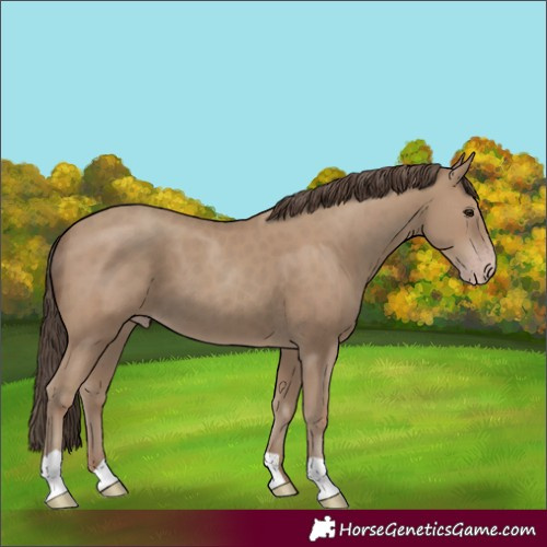 Horse Color:Classic Champagne 