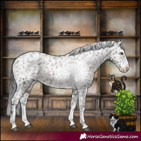 Horse Color:Liver Chestnut Splash Appaloosa 