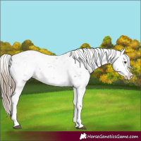 Horse Color:Liver Chestnut Sabino Splash Snowflake Varnish