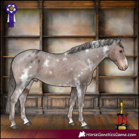 Horse Color:White Spotted Liver Chestnut Appaloosa 