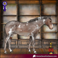 Horse Color:White Spotted Liver Chestnut Appaloosa 