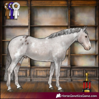 Horse Color:White Spotted Liver Chestnut Appaloosa
