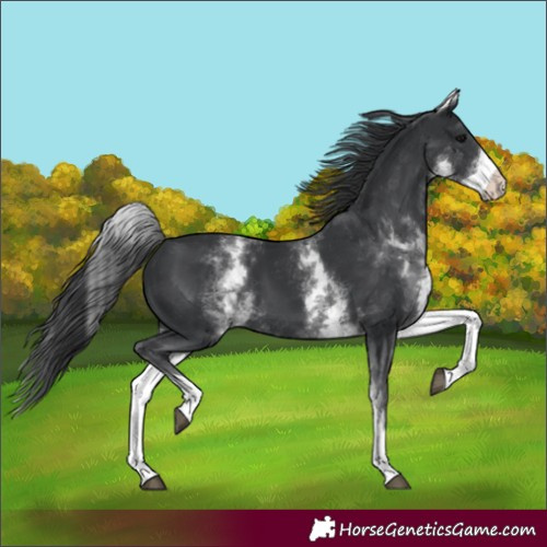 Horse Color:White Spotted Black 