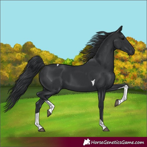 Horse Color:Black Tobiano 
