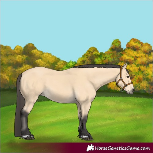 Horse Color:Buckskin 