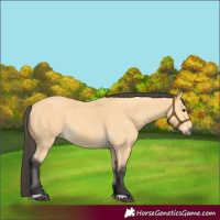 Horse Color:Buckskin 