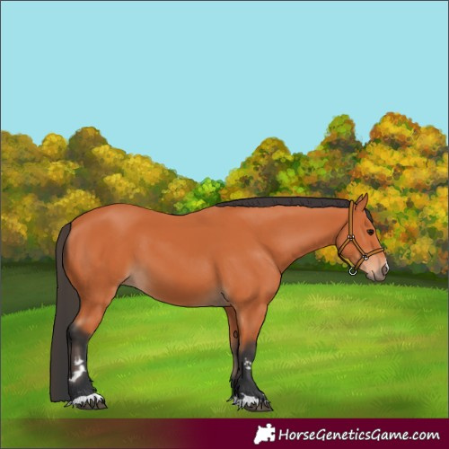 Horse Color:Bay 