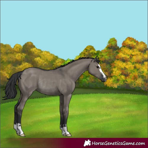 Horse Color:Unknown 