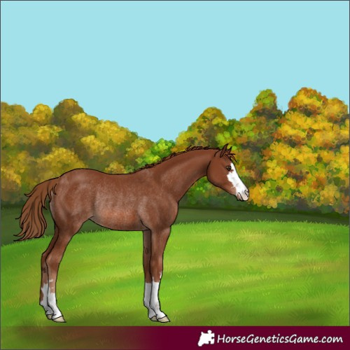 Horse Color:Unknown 