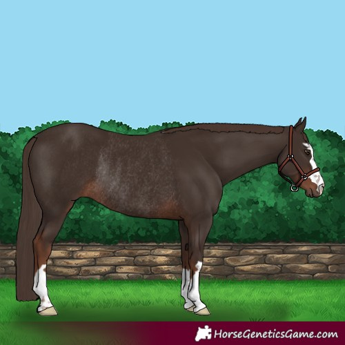 Horse Color:Liver Chestnut Rabicano