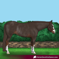 Horse Color:Liver Chestnut Rabicano