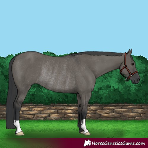 Horse Color:Grullo Rabicano