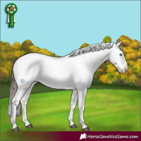 Horse Color:Liver Chestnut Splash Appaloosa