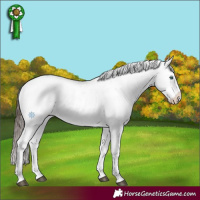 Horse Color:Liver Chestnut Splash Appaloosa 