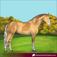 Horse Color:Palomino Splash  and Palomino Splash 