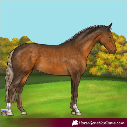 Horse Color:Chocolate Palomino 