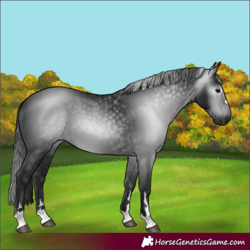 Horse Color:Gray Black 